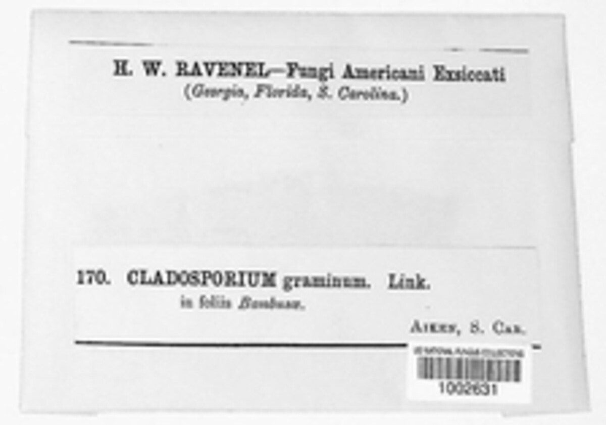 Mycosphaerella tassiana image